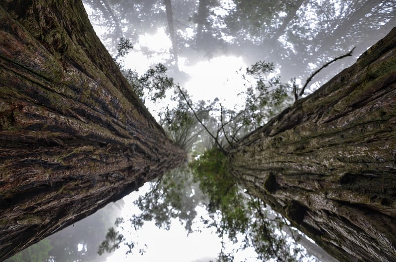 Redwood National and State Parks, California